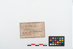 Etikett zu Bronzezweiknopffibel (NHMW-PRAE-024433)